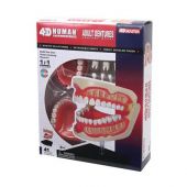 Объемная анатомическая модель 4D Master Зубной ряд человека, FM-626015